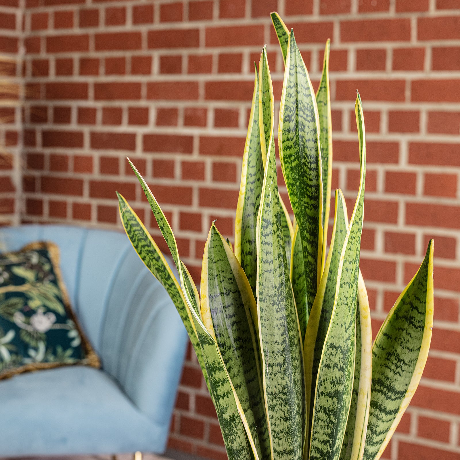 Bogenhanf - Sansevieria trifasciata Laurentii - Höhe ca. 65 cm, Topf-Ø 17 cm
