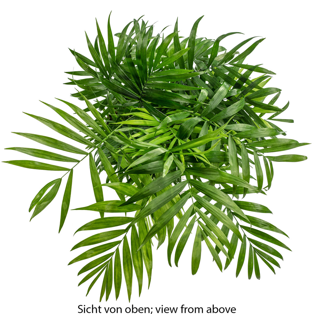 Bergpalme - Chamaedorea elegans - Höhe ca. 70 cm, Topf-Ø 17 cm
