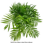 Bergpalme - Chamaedorea elegans - Höhe ca. 70 cm, Topf-Ø 17 cm
