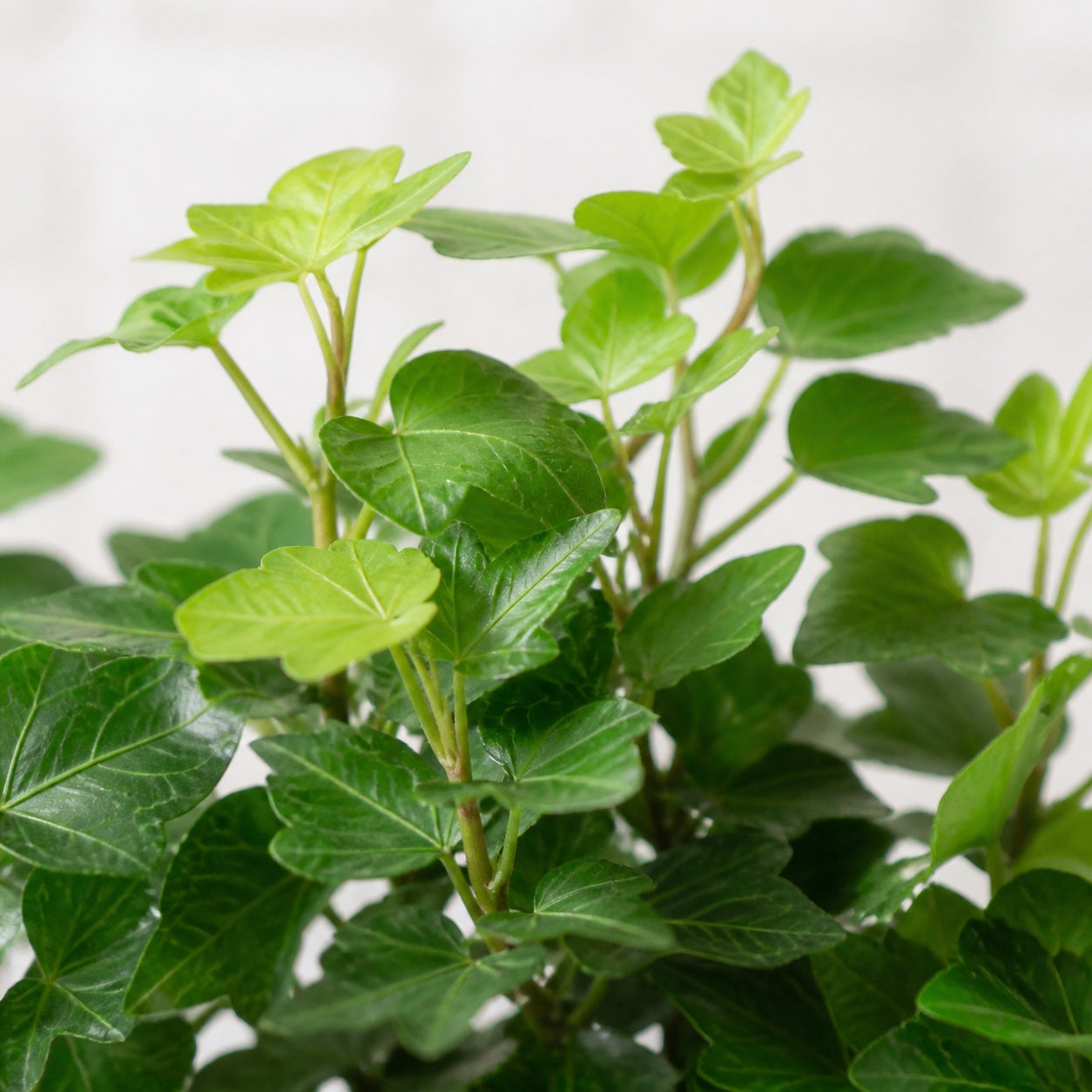 4er-Set Gemeiner Efeu - Höhe ca. 15 cm, Topf-Ø 9 cm - Hedera helix