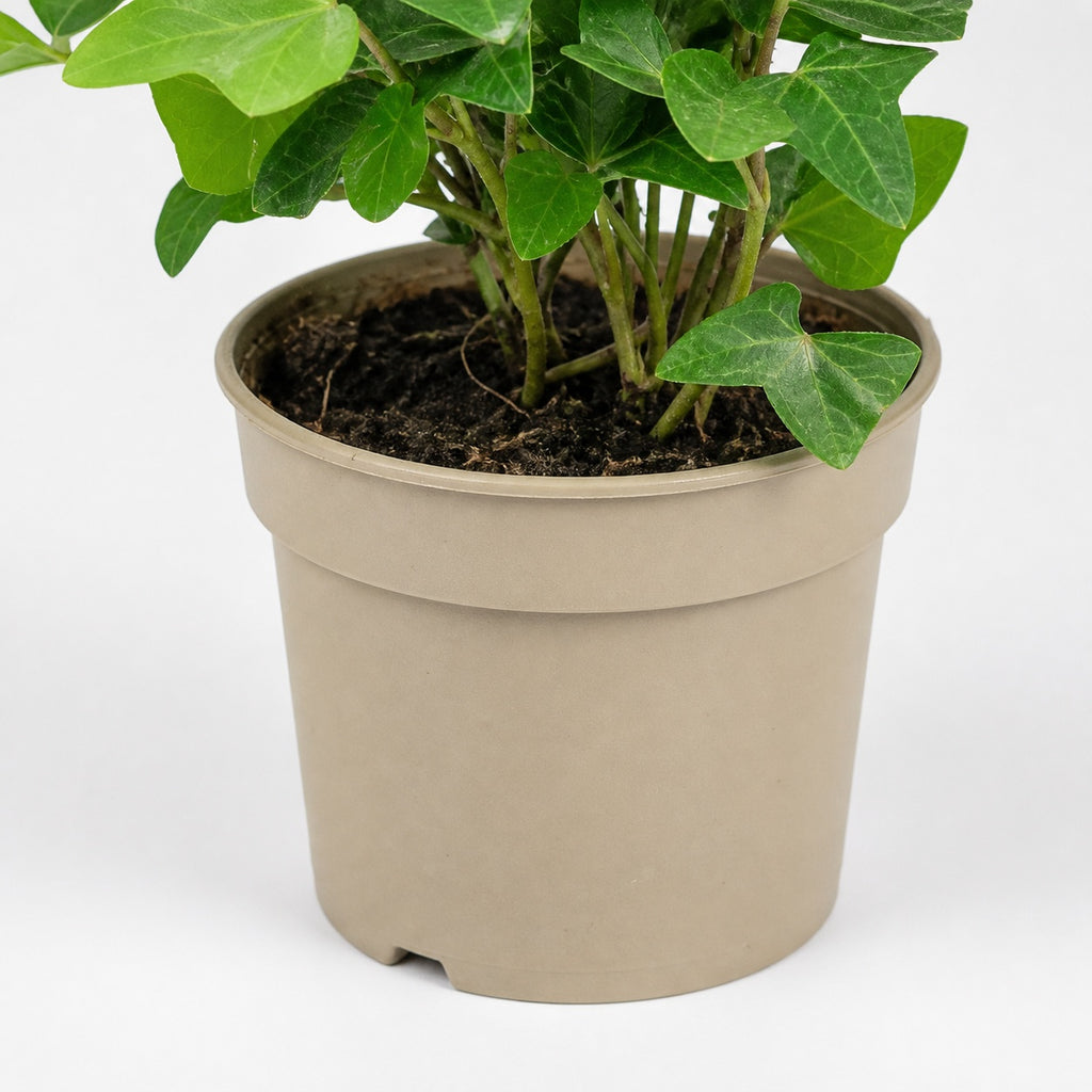 4er-Set Gemeiner Efeu - Höhe ca. 15 cm, Topf-Ø 9 cm - Hedera helix