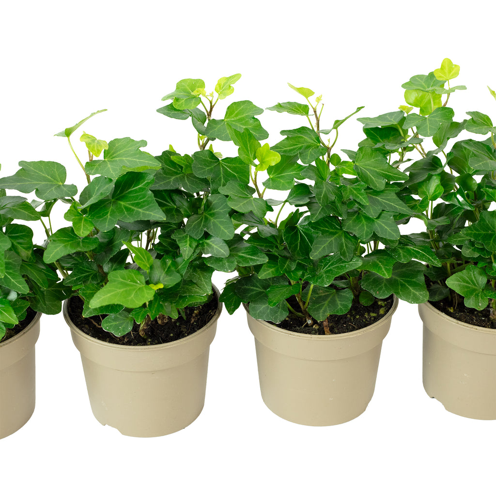 4er-Set Gemeiner Efeu - Höhe ca. 15 cm, Topf-Ø 9 cm - Hedera helix