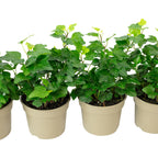4er-Set Gemeiner Efeu - Höhe ca. 15 cm, Topf-Ø 9 cm - Hedera helix