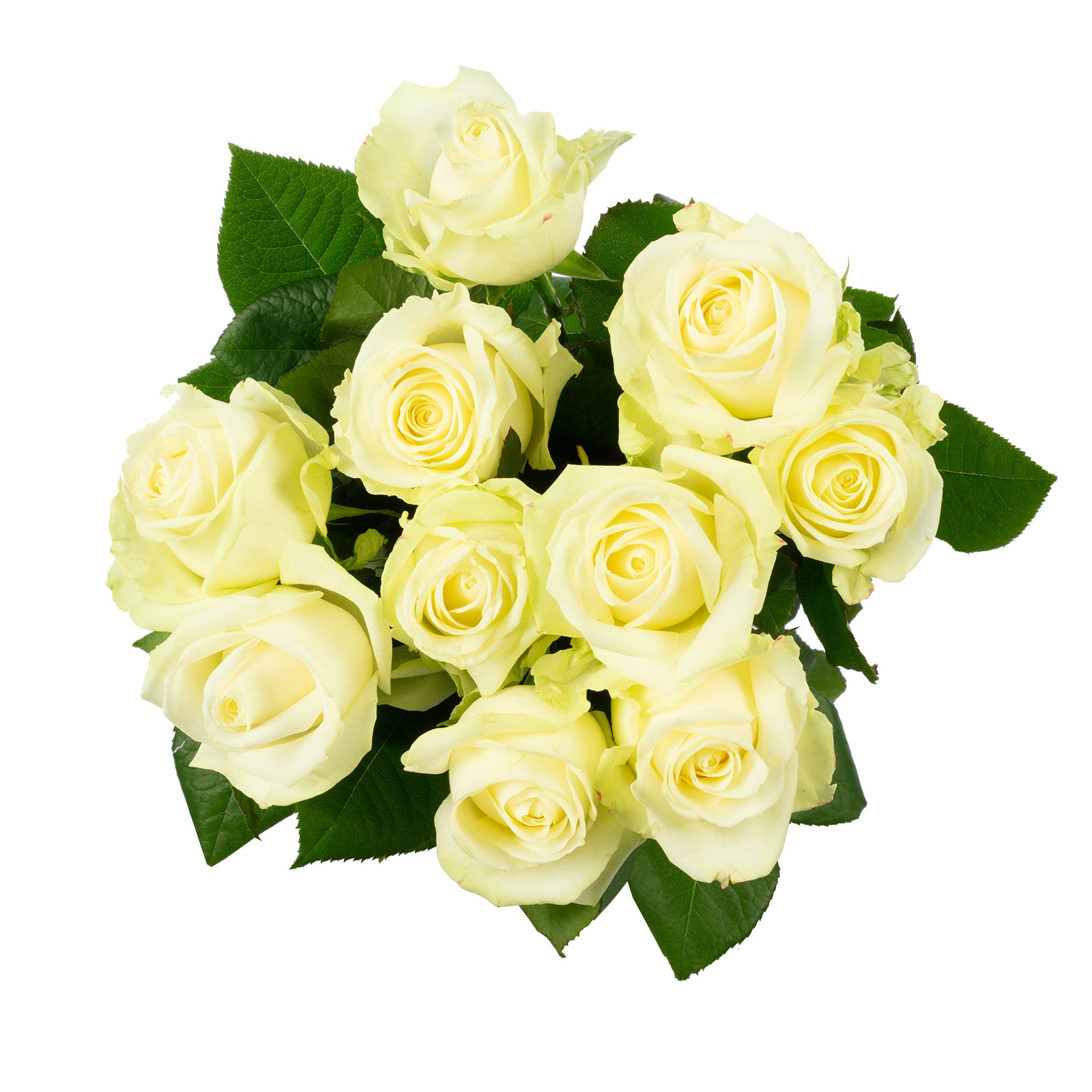 Bund Rose weiß - Rosa 'Avalanche' - Stiellänge ca. 55-60 cm