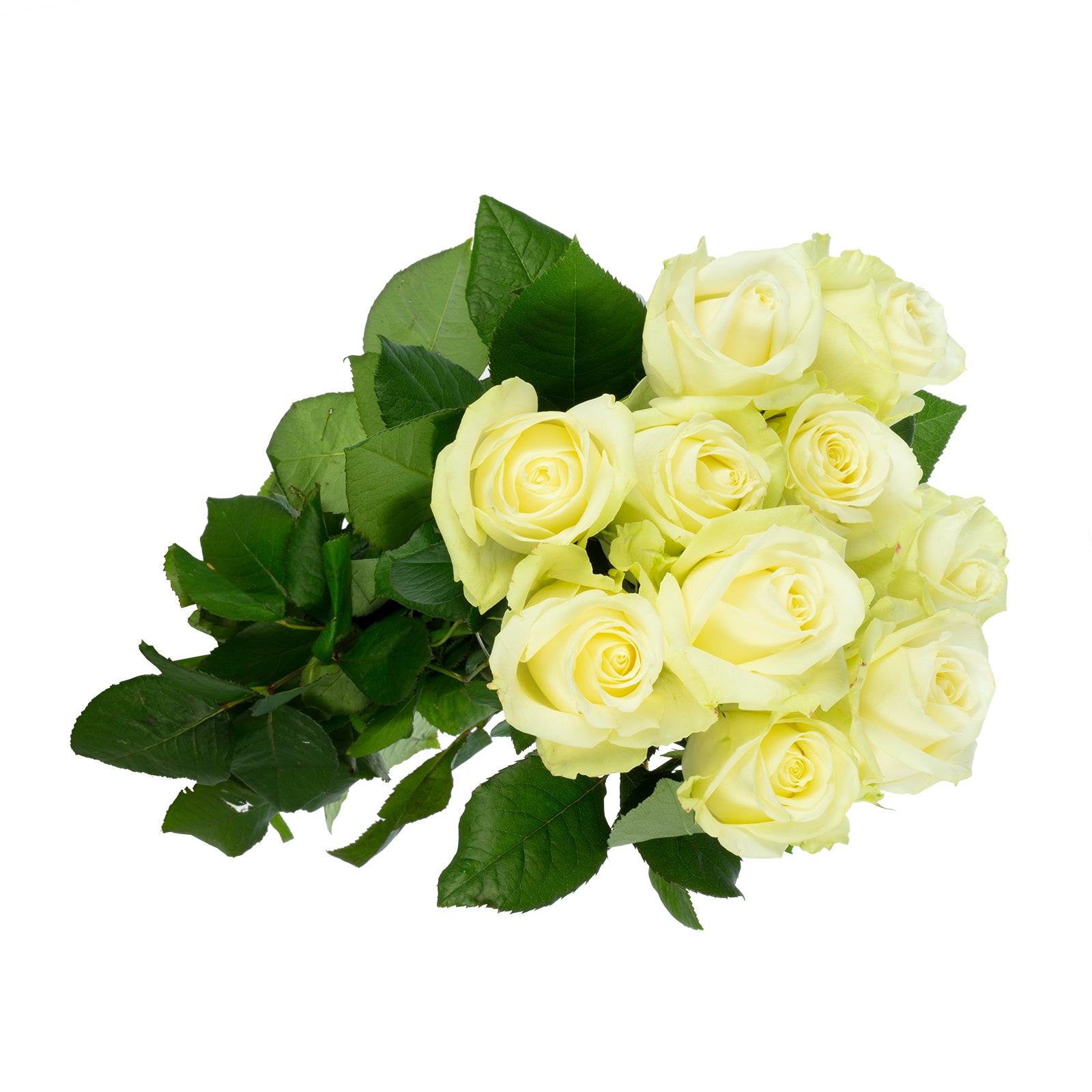 Bund Rose weiß - Rosa 'Avalanche' - Stiellänge ca. 55-60 cm