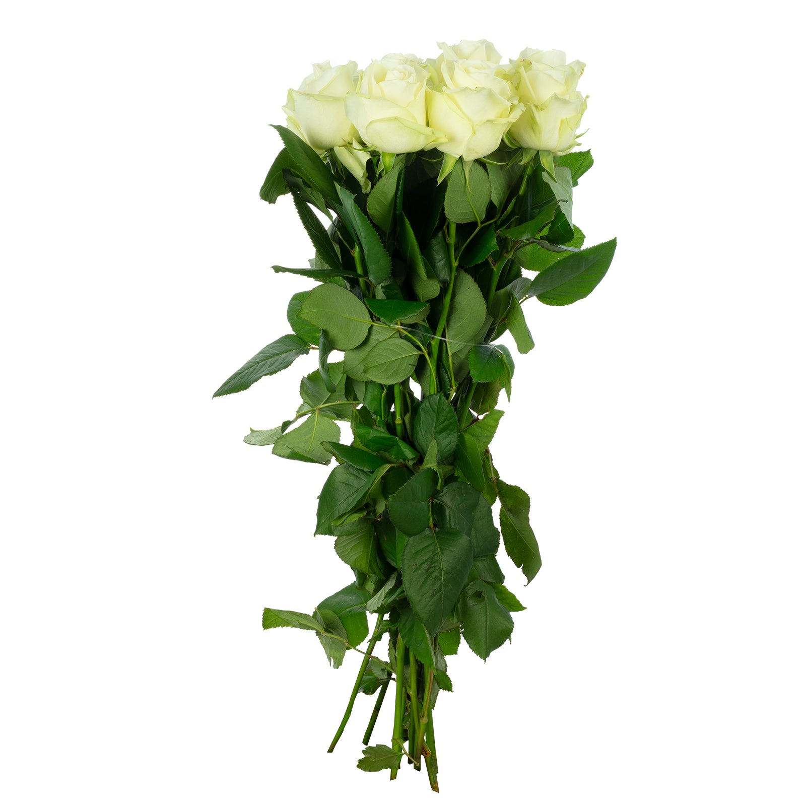 Bund Rose weiß - Rosa 'Avalanche' - Stiellänge ca. 55-60 cm