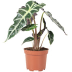 Arrowhead leaf - Alocasia 'Polly' - Height approx. 25 cm, pot diameter 12 cm