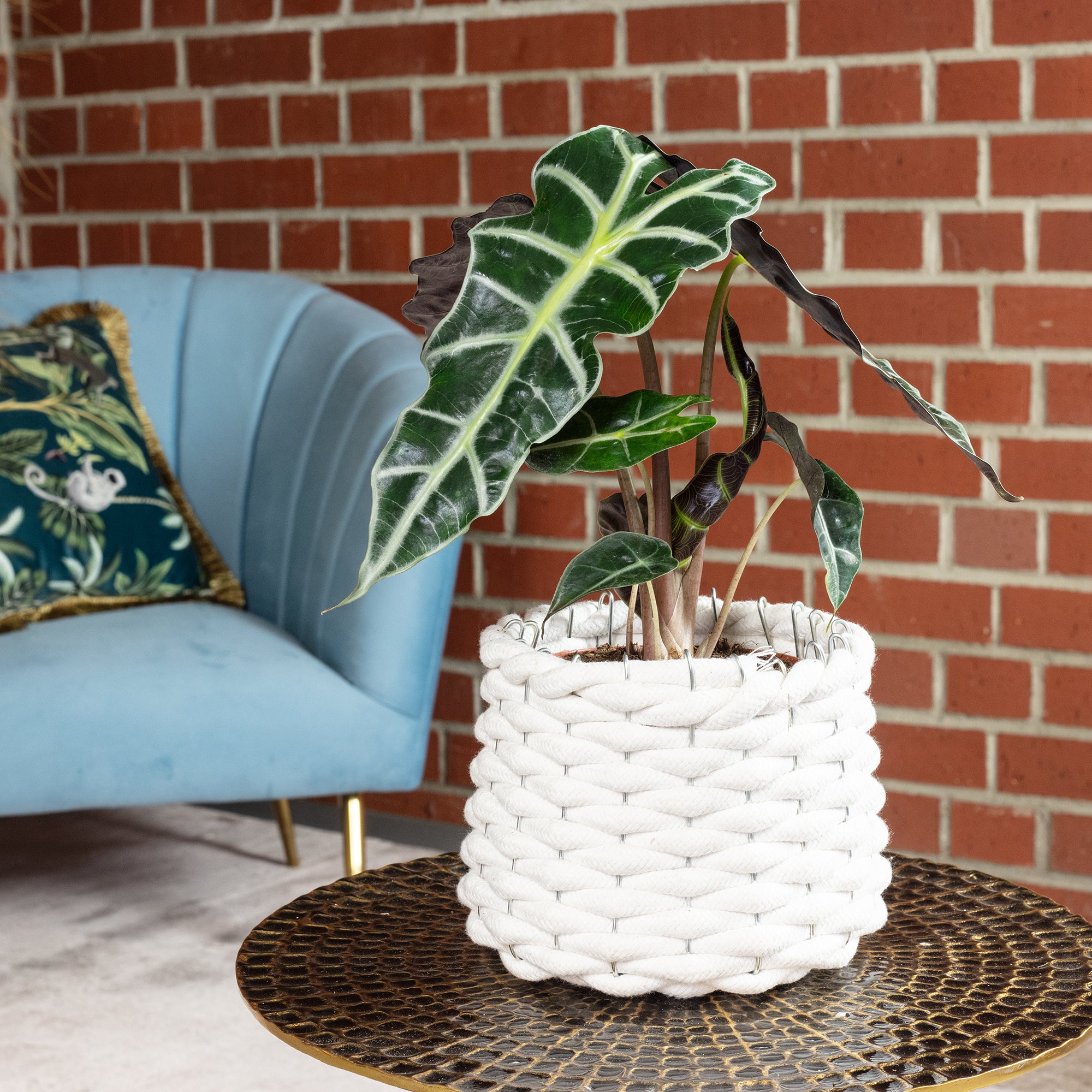 Arrowhead leaf - Alocasia 'Polly' - Height approx. 25 cm, pot diameter 12 cm