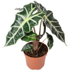Arrowhead leaf - Alocasia 'Polly' - Height approx. 25 cm, pot diameter 12 cm