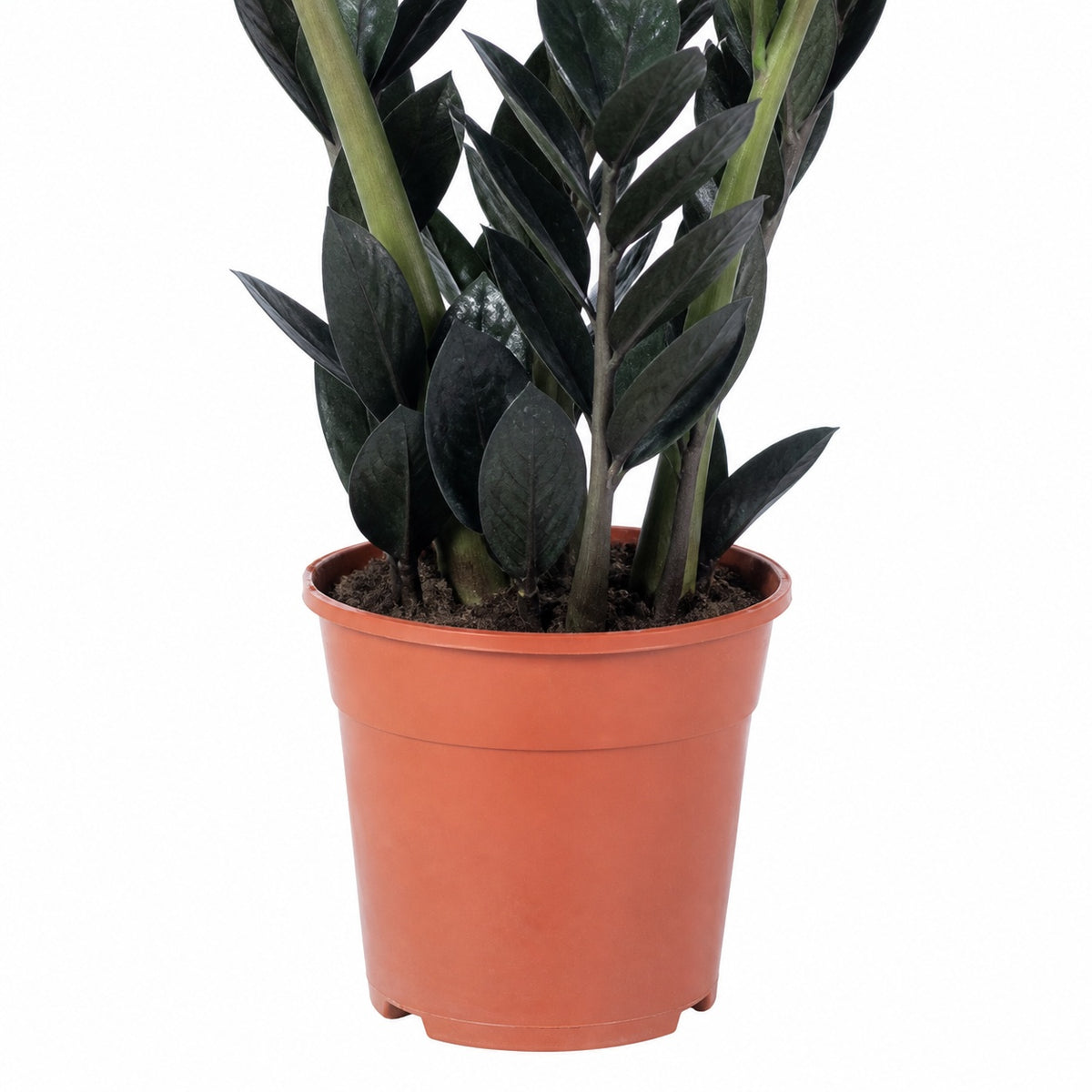 Glücksfeder 'Raven' 4+ - schwarze Zamioculcas zamiifolia - Höhe ca. 35 cm, Topf-Ø 14 cm