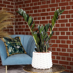 ZZ plant 'Raven' 4+ - black Zamioculcas zamiifolia - height approx. 35 cm, pot diameter 14 cm