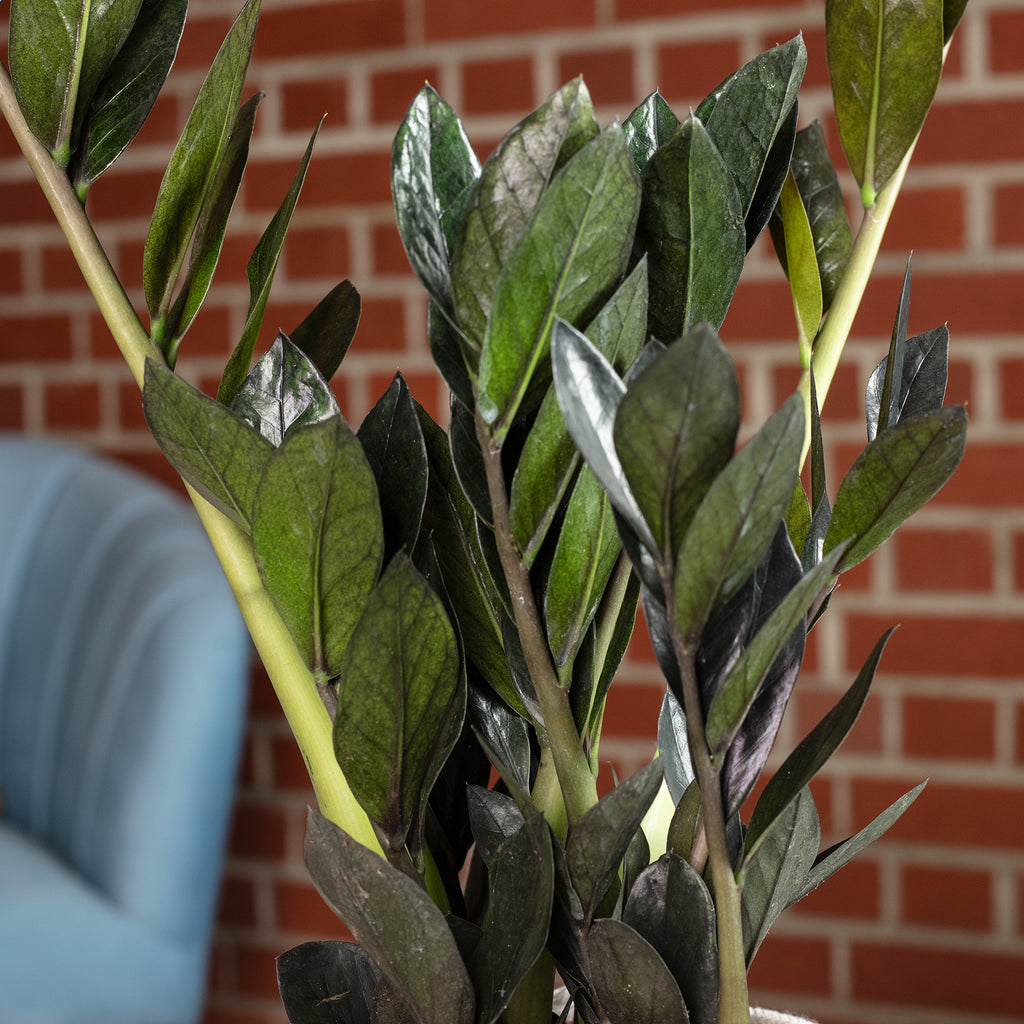 ZZ plant 'Raven' 4+ - black Zamioculcas zamiifolia - height approx. 35 cm, pot diameter 14 cm