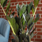 ZZ plant 'Raven' 4+ - black Zamioculcas zamiifolia - height approx. 35 cm, pot diameter 14 cm