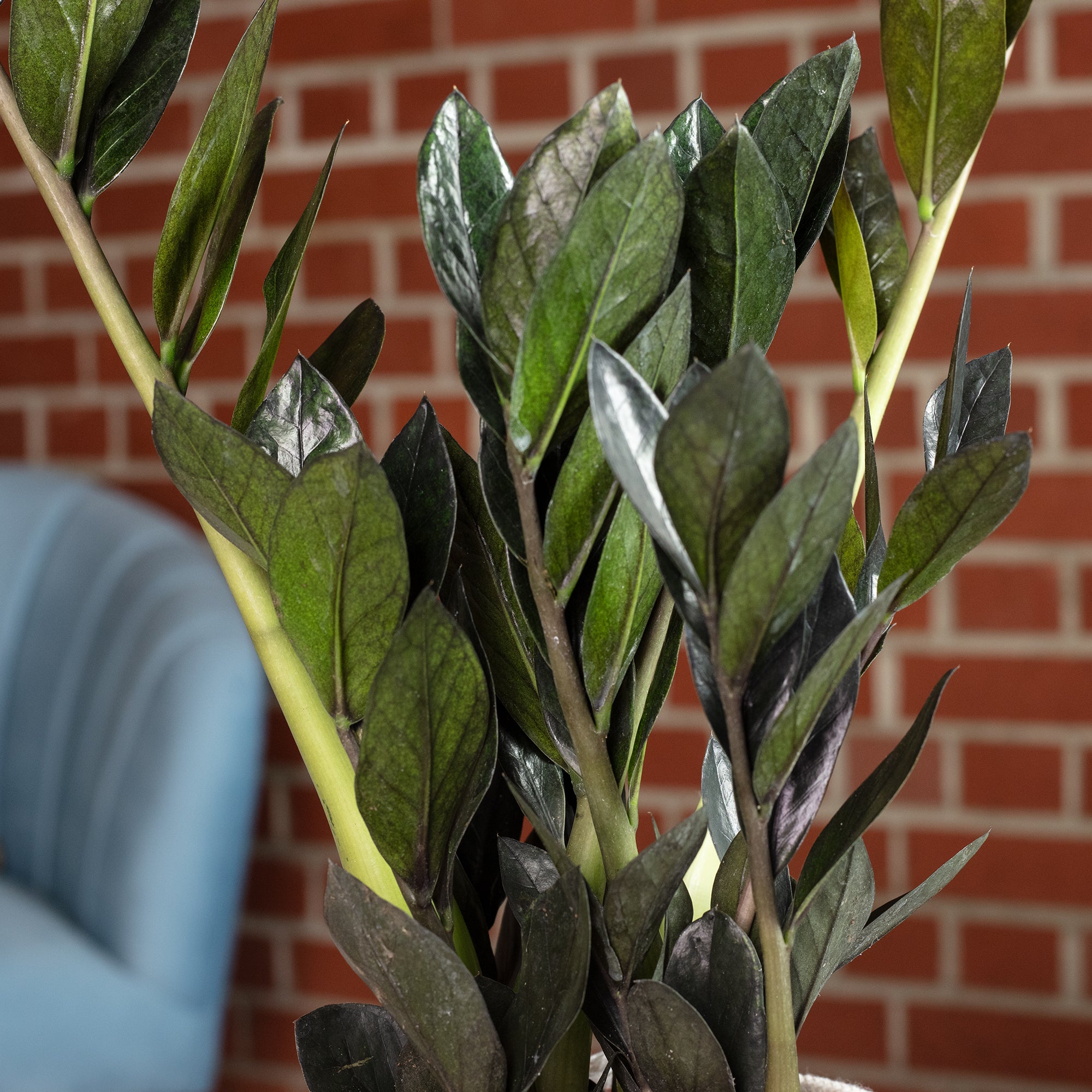 ZZ plant 'Raven' 4+ - black Zamioculcas zamiifolia - height approx. 35 cm, pot diameter 14 cm