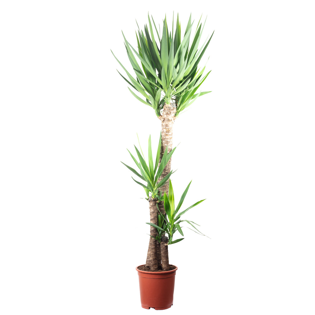 Palmlilie 3-stämmig - Yucca Elephantipes Palme 120/60/30 - Höhe ca. 170 cm, Topf-Ø 27 cm