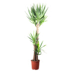 Palmlilie 3-stämmig - Yucca Elephantipes Palme 120/60/30 - Höhe ca. 170 cm, Topf-Ø 27 cm