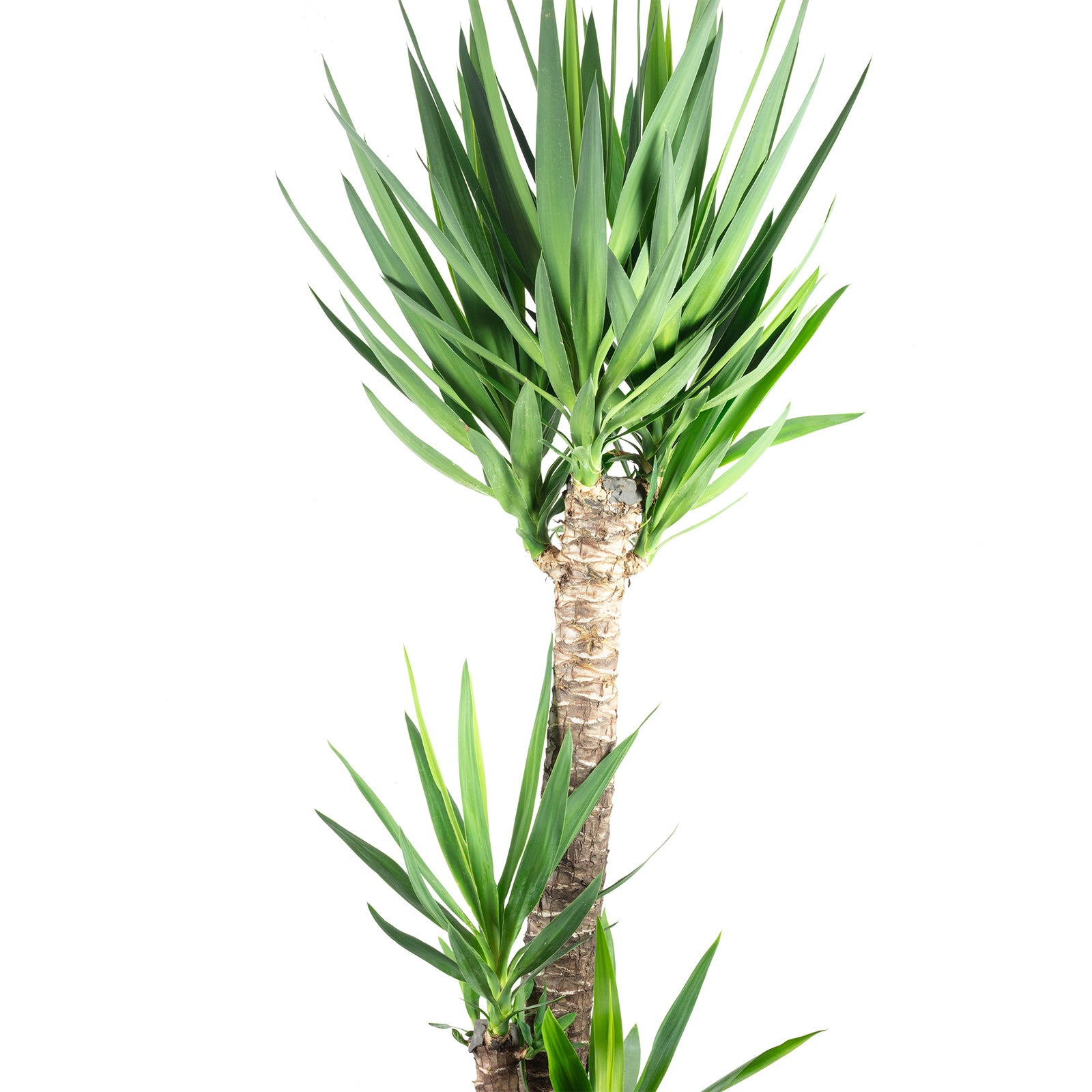 Palmlilie 3-stämmig - Yucca Elephantipes Palme 120/60/30 - Höhe ca. 170 cm, Topf-Ø 27 cm