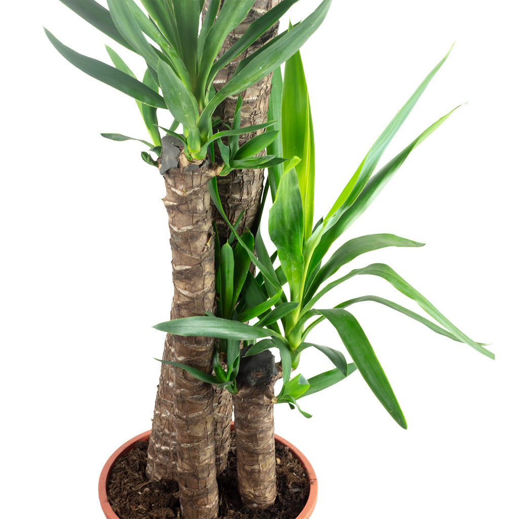 Palmlilie 3-stämmig - Yucca Elephantipes Palme 120/60/30 - Höhe ca. 170 cm, Topf-Ø 27 cm