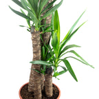 Palmlilie 3-stämmig - Yucca Elephantipes Palme 120/60/30 - Höhe ca. 170 cm, Topf-Ø 27 cm