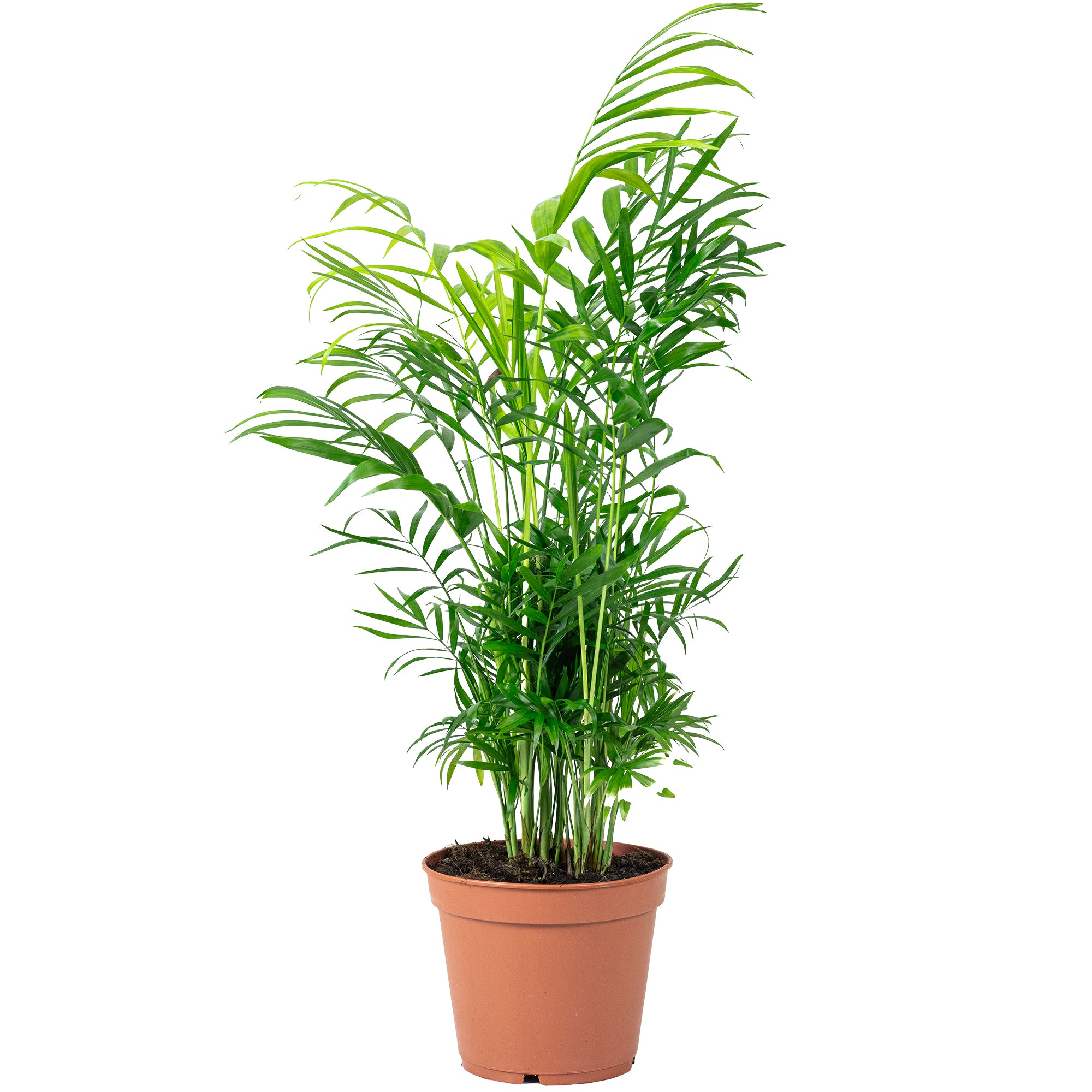 Bergpalme - Chamaedorea elegans - Höhe ca. 55 cm, Topf-Ø 17 cm