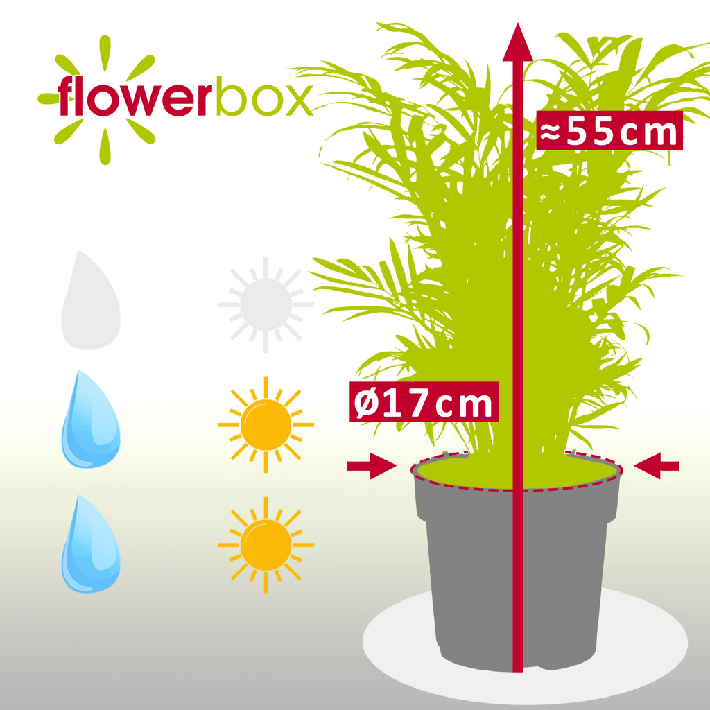 Bergpalme - Chamaedorea elegans - Höhe ca. 55 cm, Topf-Ø 17 cm