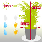 Bergpalme - Chamaedorea elegans - Höhe ca. 55 cm, Topf-Ø 17 cm