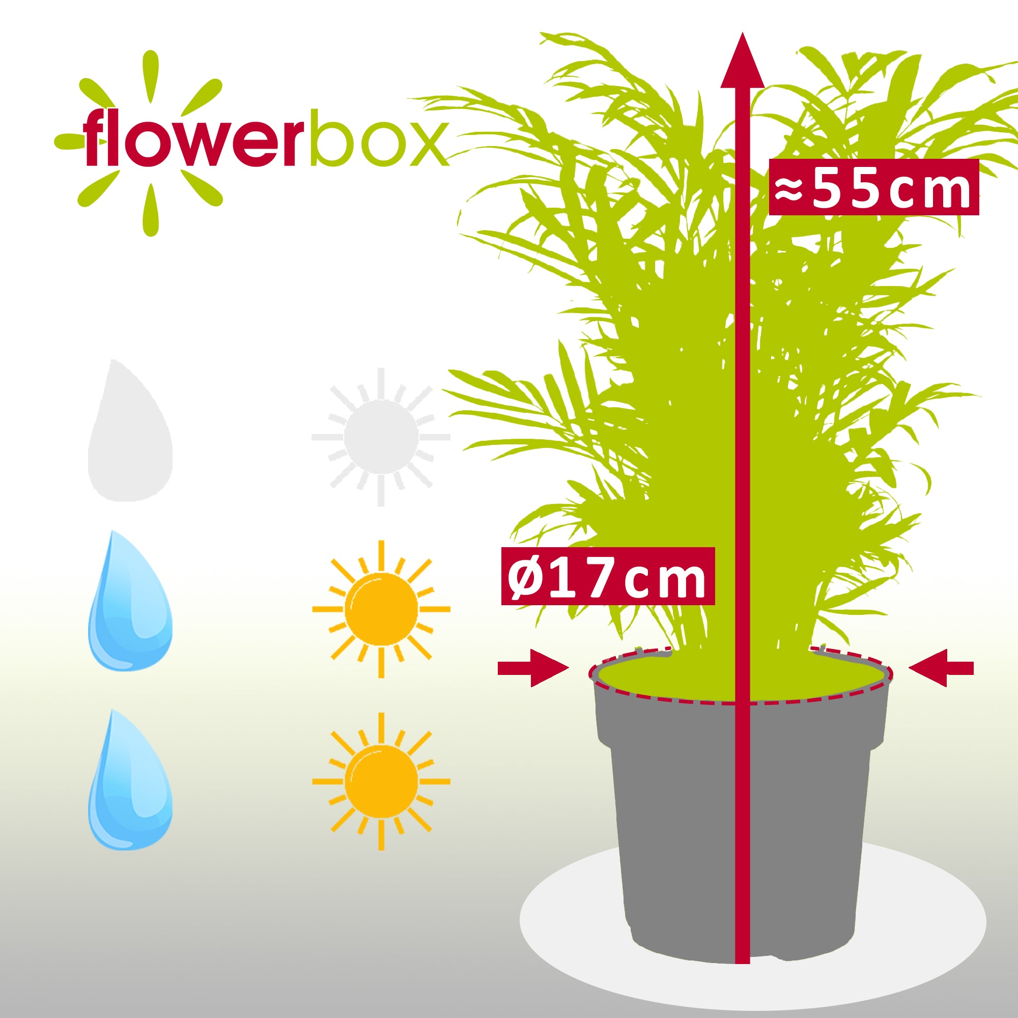 Bergpalme - Chamaedorea elegans - Höhe ca. 55 cm, Topf-Ø 17 cm