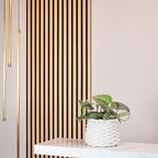 Gefleckte Efeutute - Scindapsus pictus 'Argyraeus' - Höhe ca. 15 cm, Topf-Ø 12 cm