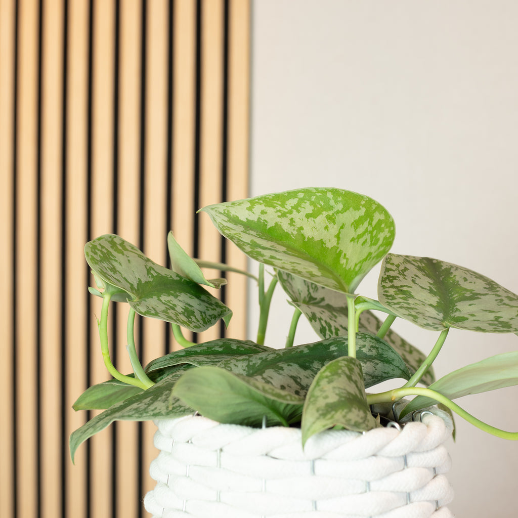 Gefleckte Efeutute - Scindapsus pictus 'Argyraeus' - Höhe ca. 15 cm, Topf-Ø 12 cm