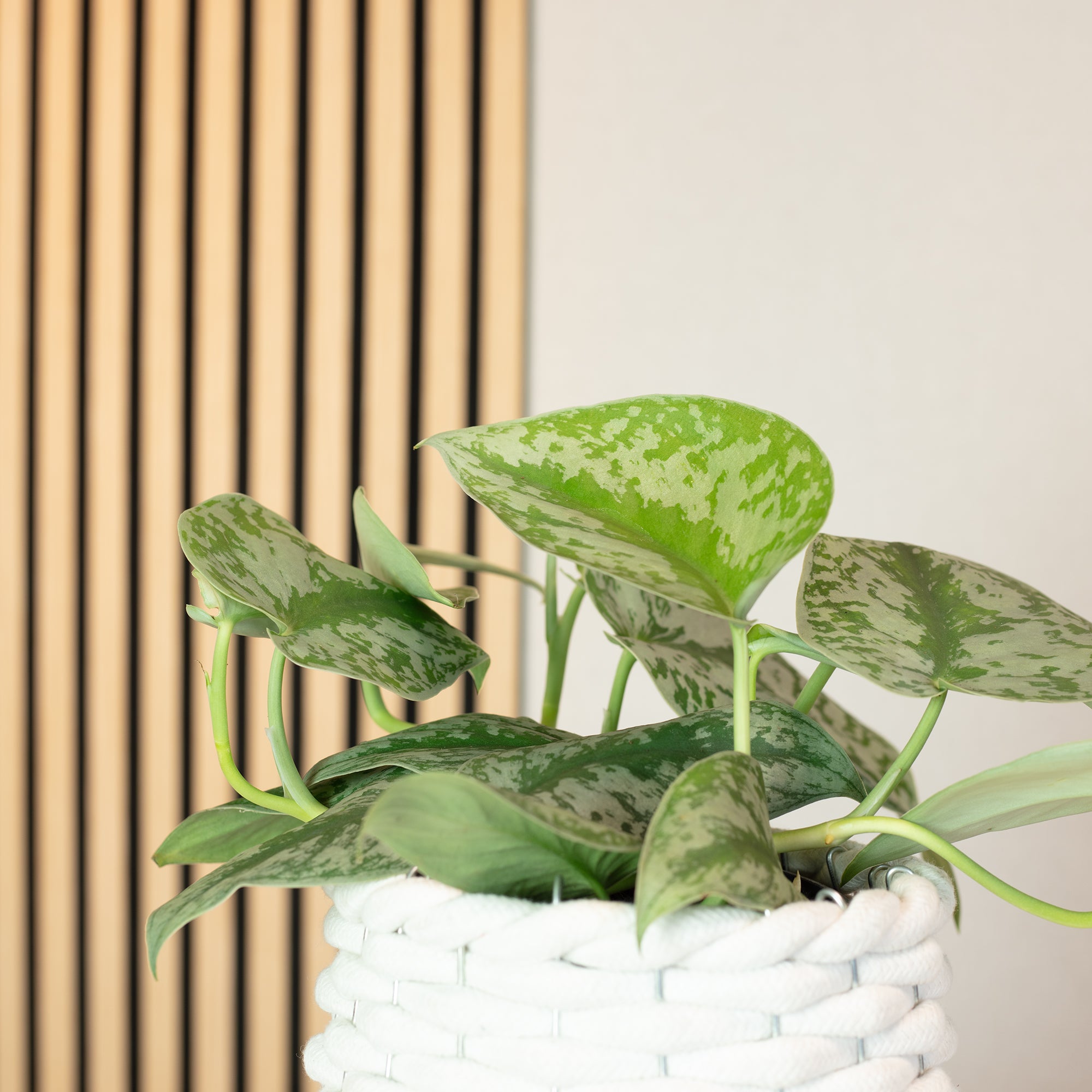 Gefleckte Efeutute - Scindapsus pictus 'Argyraeus' - Höhe ca. 15 cm, Topf-Ø 12 cm