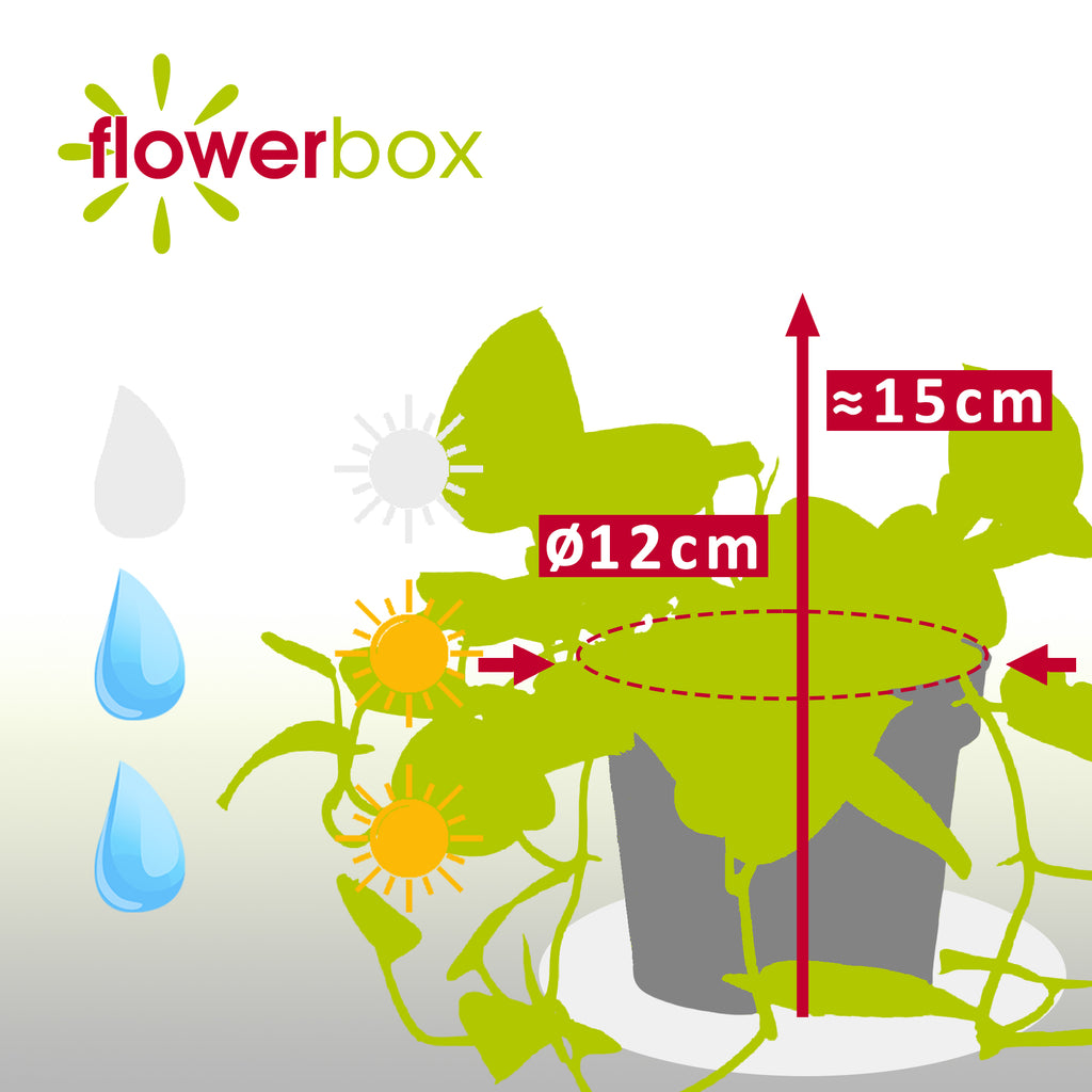 Gefleckte Efeutute - Scindapsus pictus 'Argyraeus' - Höhe ca. 15 cm, Topf-Ø 12 cm