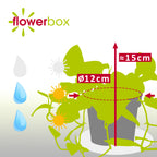 Gefleckte Efeutute - Scindapsus pictus 'Argyraeus' - Höhe ca. 15 cm, Topf-Ø 12 cm