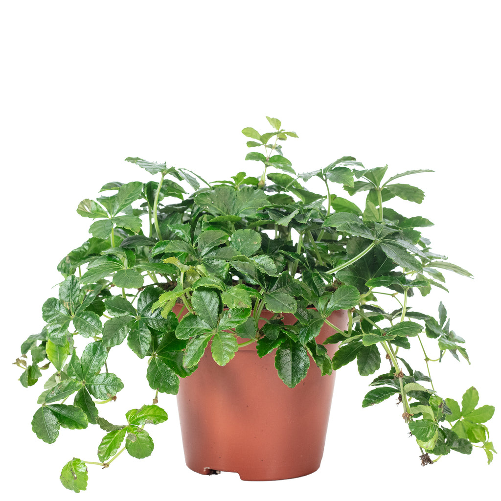 Room Vine 'Smit Verona Vein' - Parthenocissus striata - Height approx. 20 cm, Pot-Ø 12 cm
