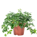 Room Vine 'Smit Verona Vein' - Parthenocissus striata - Height approx. 20 cm, Pot-Ø 12 cm