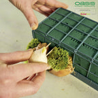OASIS® Car Corso - 11 x 11 x 9 cm - 2 pièces.