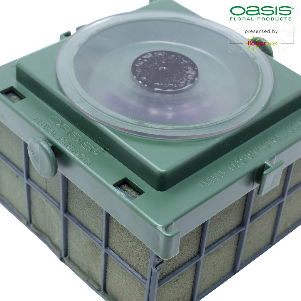 OASIS® Car Corso - 11 x 11 x 9 cm - 2 pièces.