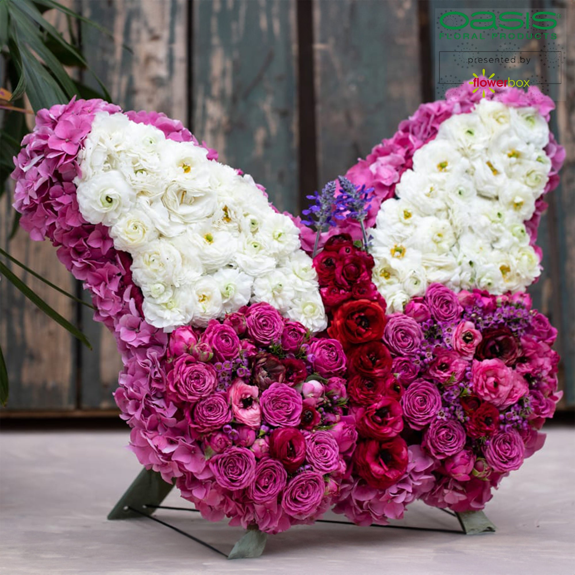 Papillon OASIS® BIOLINE® - 56 x 40 x 6 cm