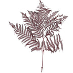 Bracken Farn - 10 Stück/Bund - konserviert - L60 cm, B40 cm - bordeaux