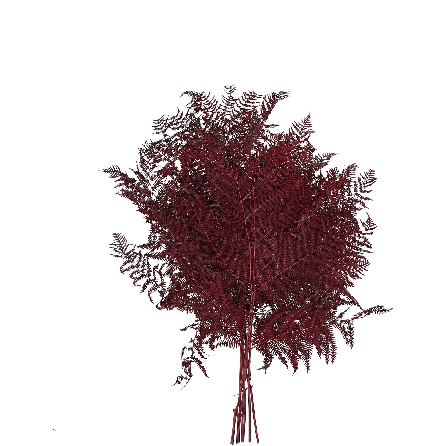 Bracken Farn - 10 Stück/Bund - konserviert - L60 cm, B40 cm - bordeaux