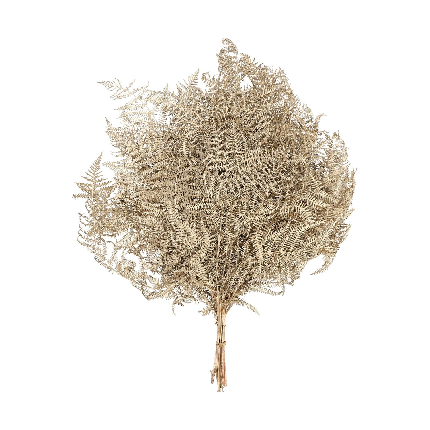 Bracken Farn - 10 Stück/Bund - konserviert - L60 cm, B40 cm - gold