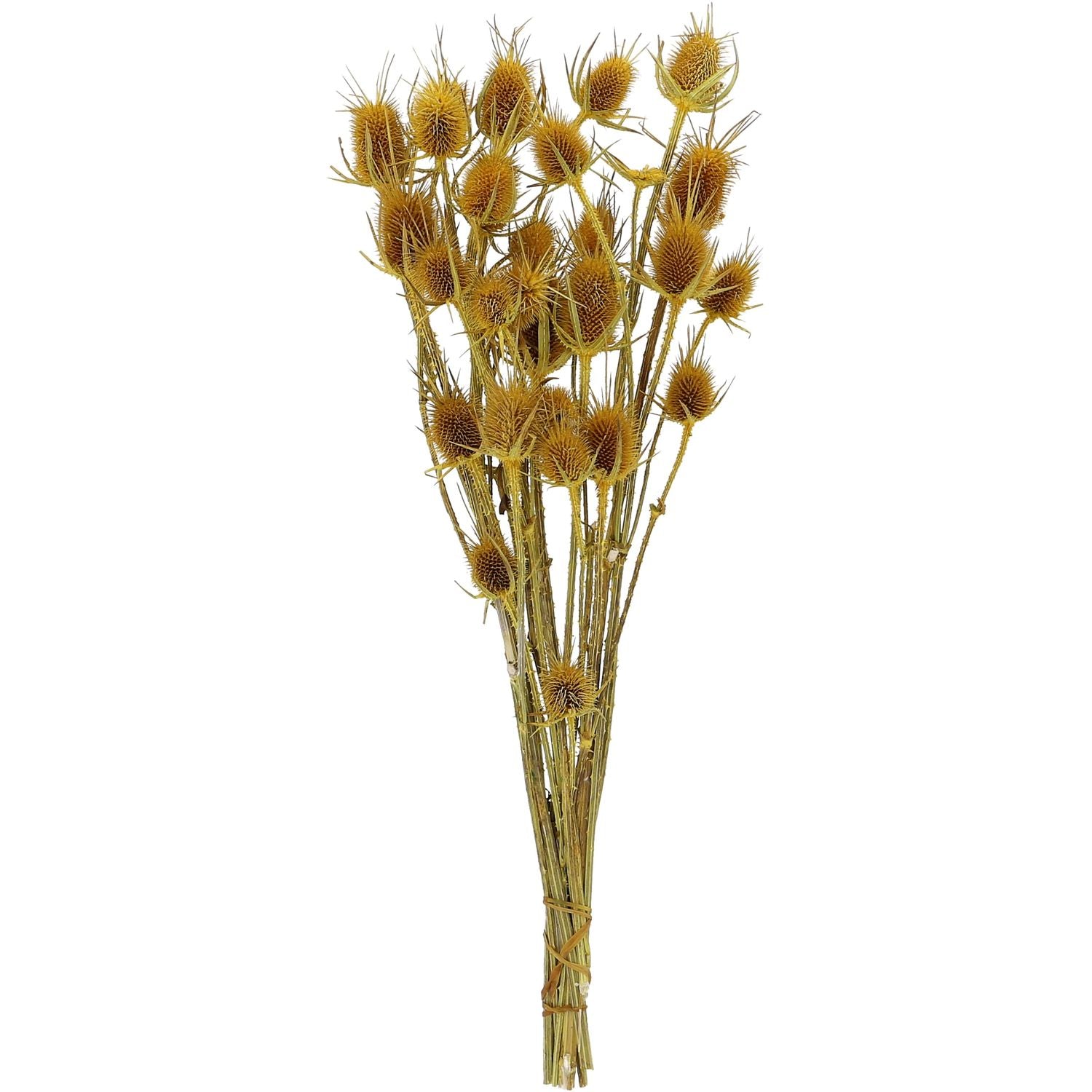 Distel - 100 g - Länge ca. 60 cm - gelb