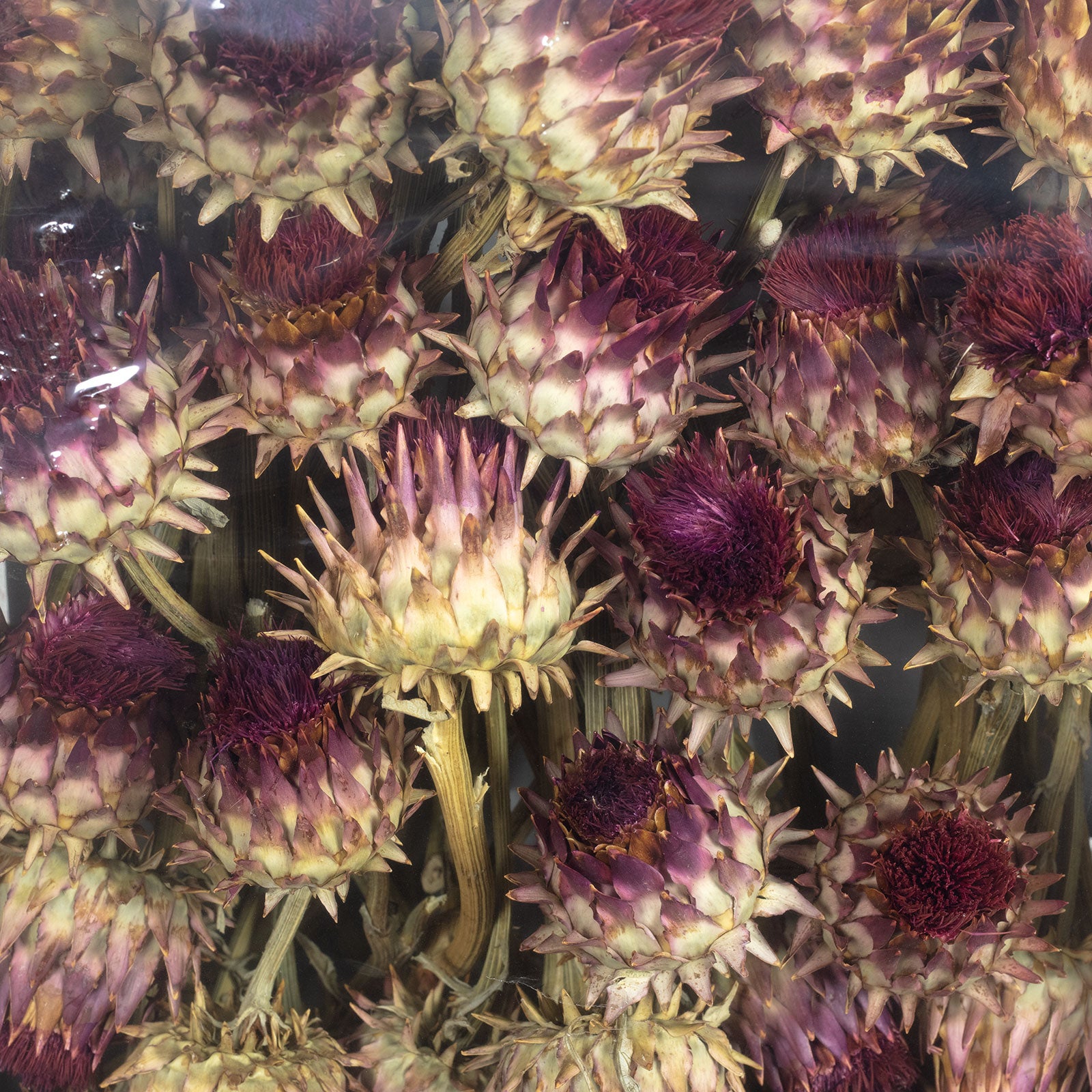 Artischocke am Stiel - 50 Stück - natur