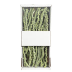 Bananastem/stiel - 50 Stück - frost-grün