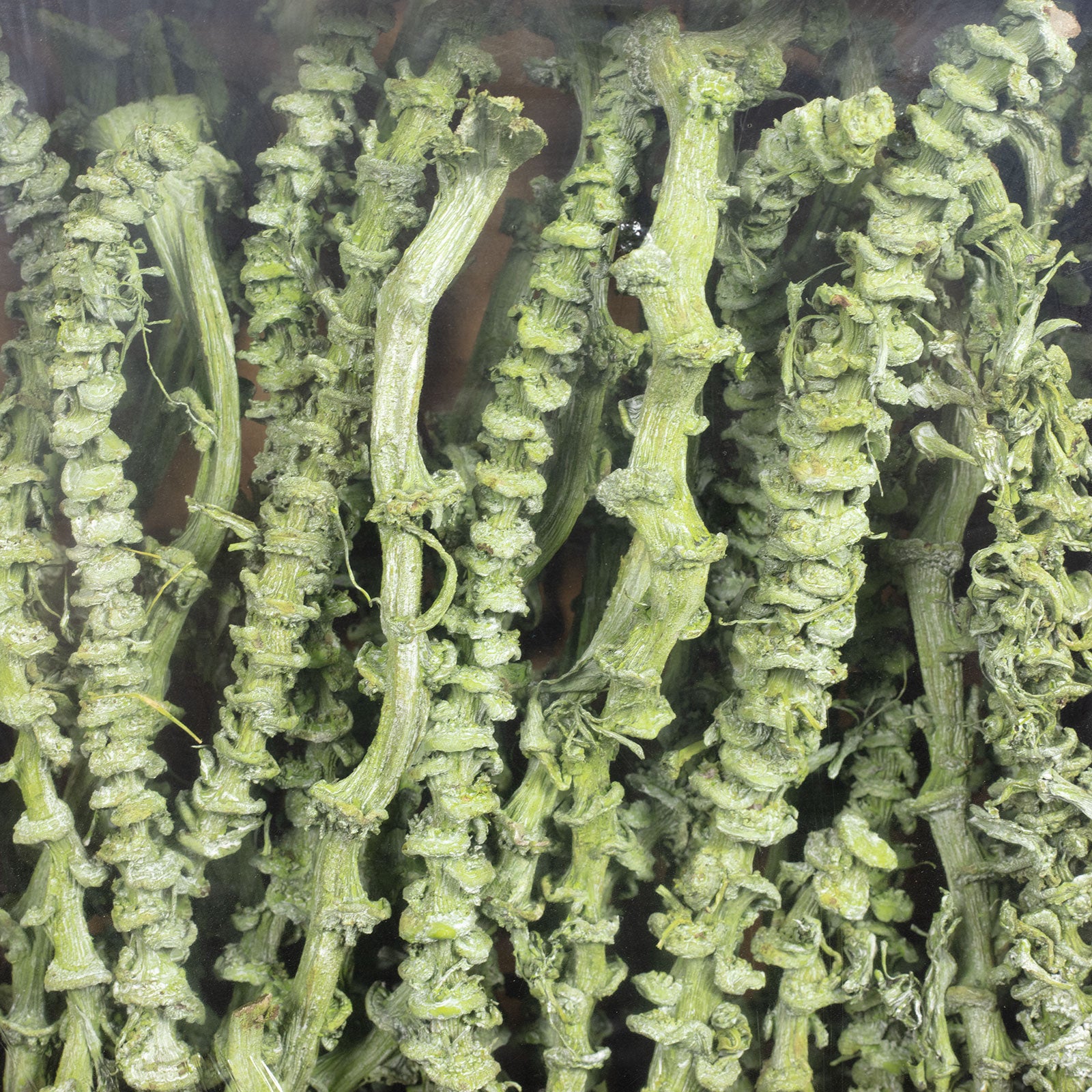 Bananastem/stiel - 50 Stück - frost-grün