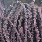 Bananastem/stiel - 50 Stück - frost-brombeer