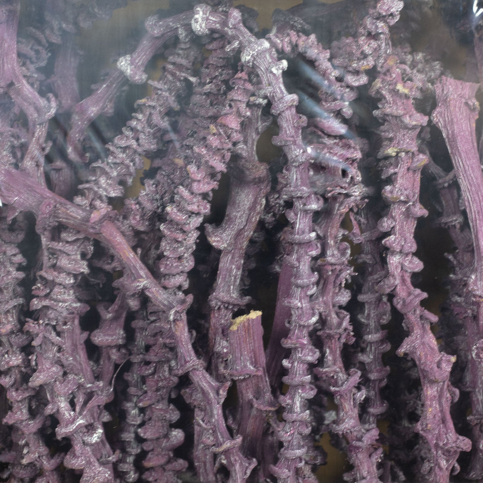 Bananastem/stiel - 50 Stück - frost-brombeer