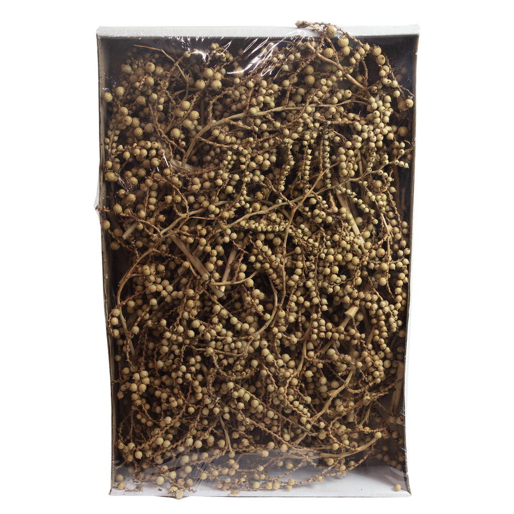 Canella normal - 40 Stück/Box - natur