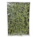 Canella normal - 40 Stück/Box - frost-grün