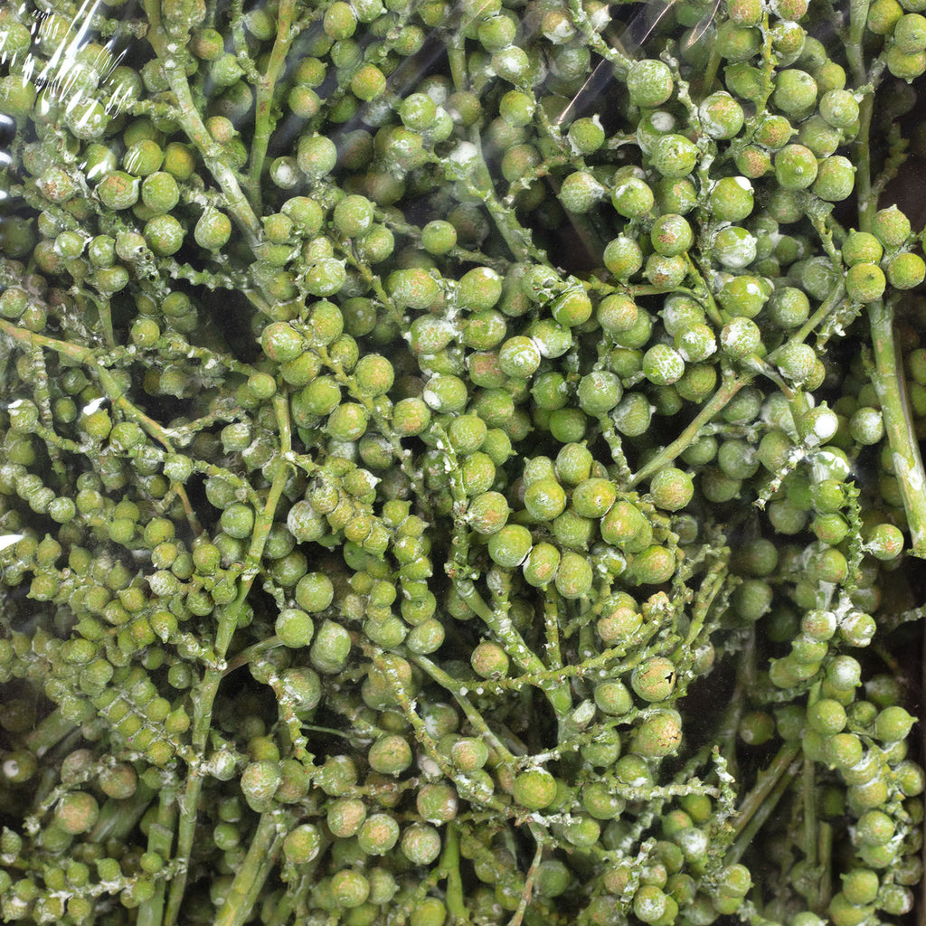 Canella normal - 40 Stück/Box - frost-grün