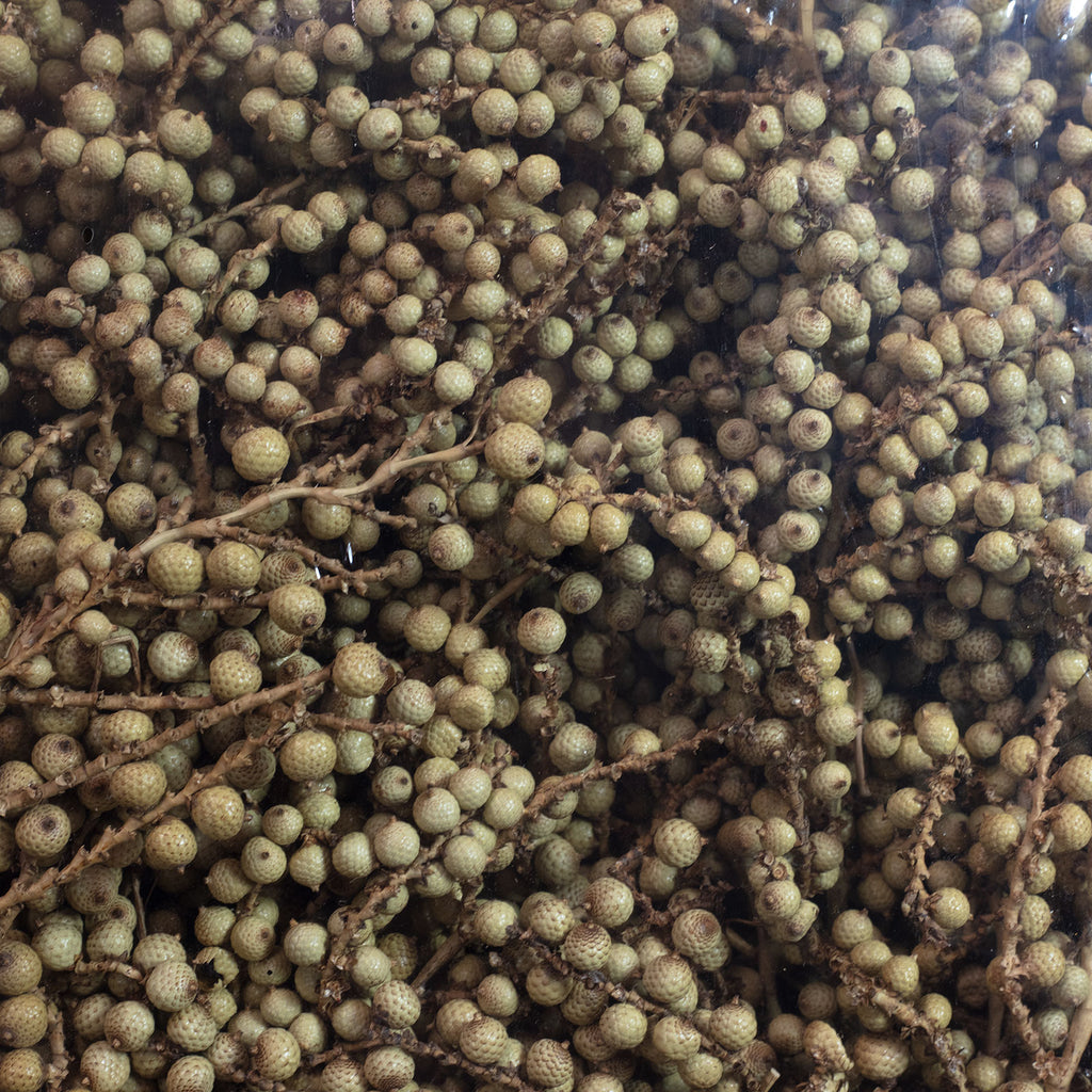 Canella normal - 250 Stück/Box - natur